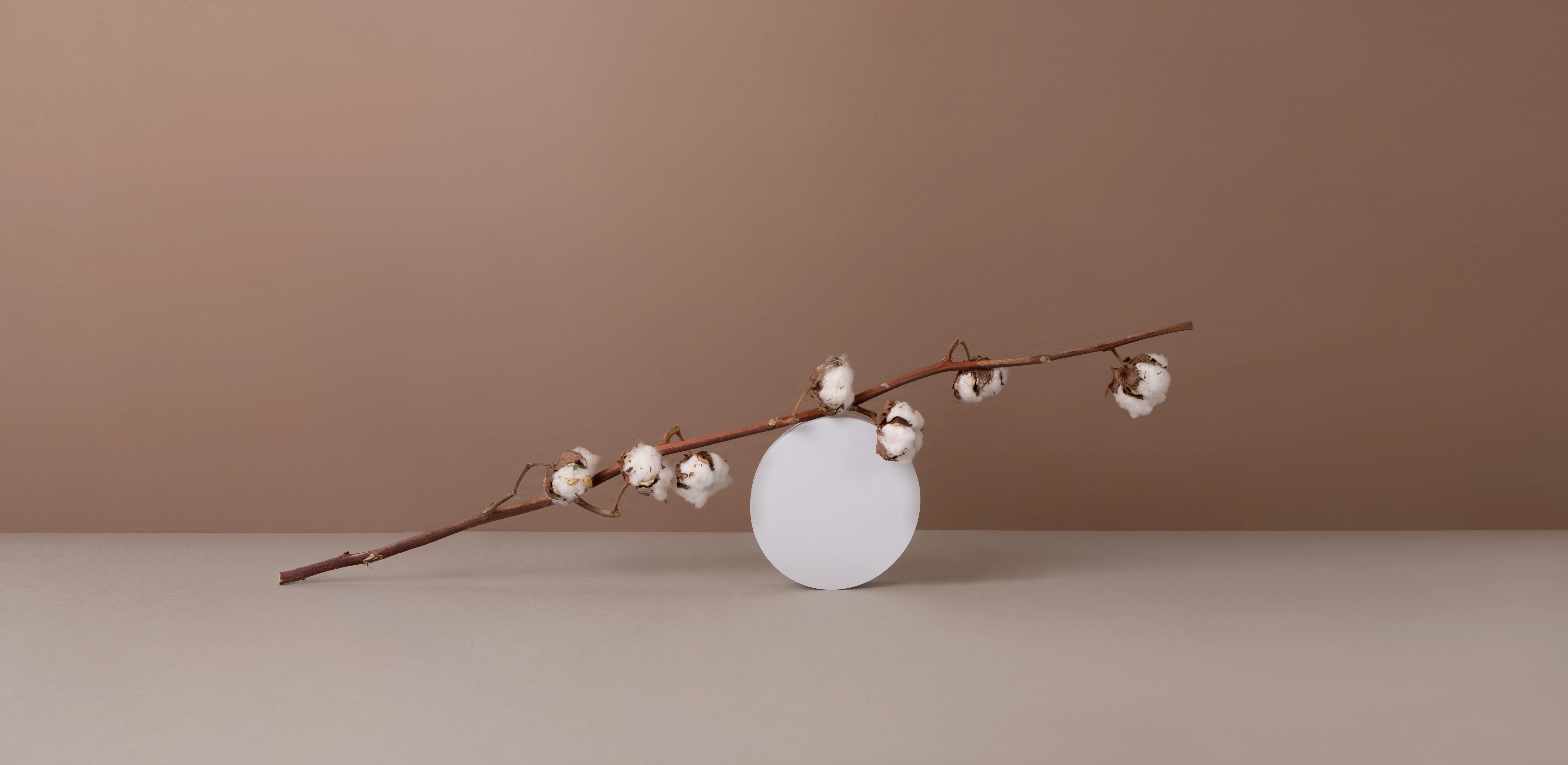 Cotton branch still life — Brows By Liz studio atmosphere